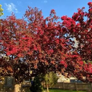 Meet your Posher, Amir